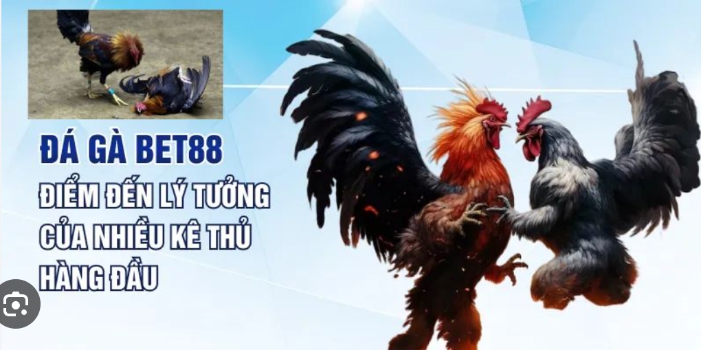 Khái quát về Đá Gà Bet88